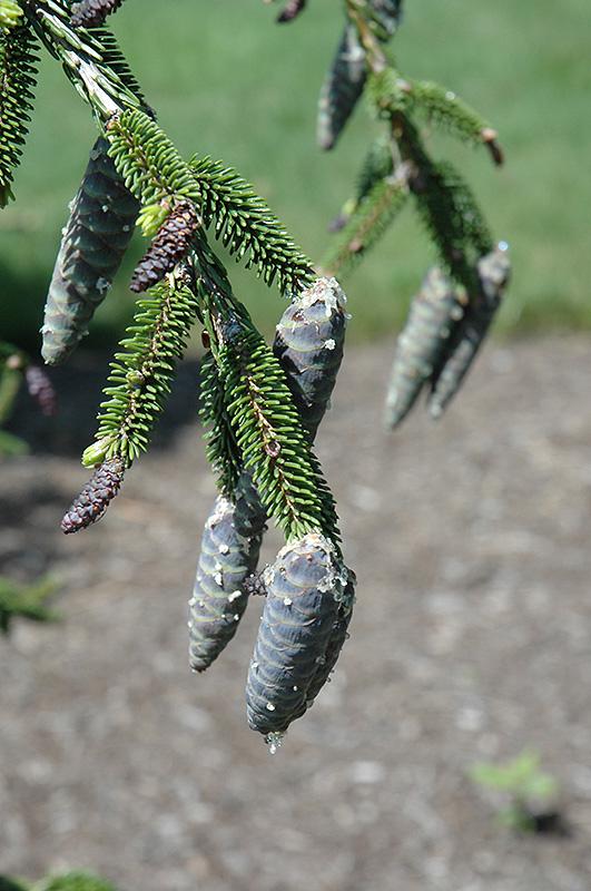 Picea Orientalis Gowdy - View 9 from www redcrocus com