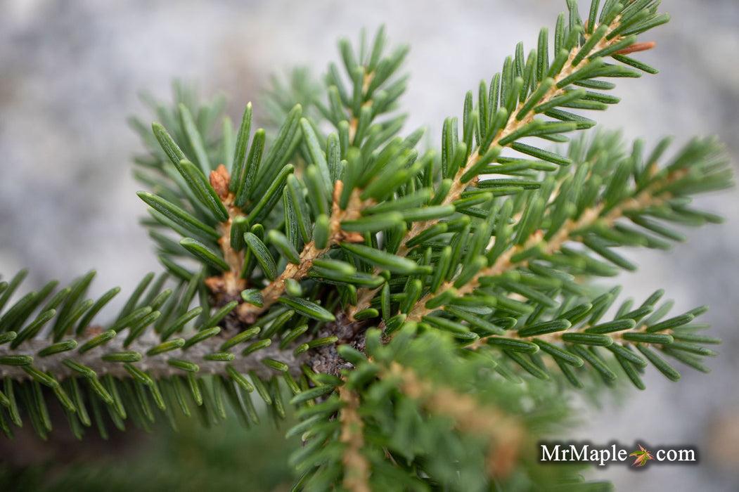 Picea Orientalis Gowdy - View 8 from www redcrocus com