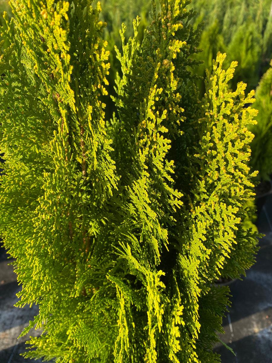Thuja Occidentalis Yellow Ribbon - View 10 from www redcrocus com
