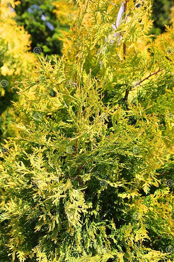 Thuja Occidentalis Yellow Ribbon - View 11 from www redcrocus com