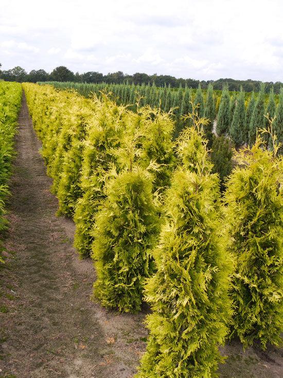 Thuja Occidentalis Yellow Ribbon - View 12 from www redcrocus com