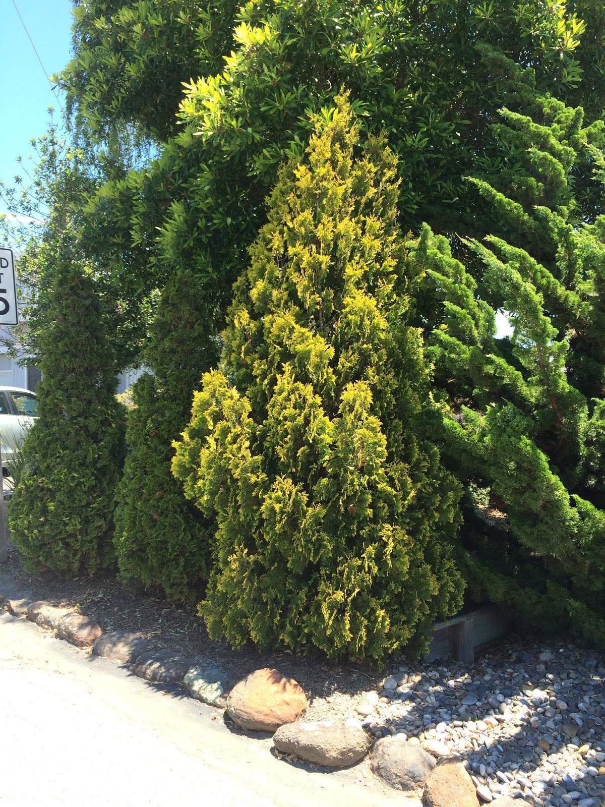 Thuja Occidentalis Yellow Ribbon - View 14 from www redcrocus com
