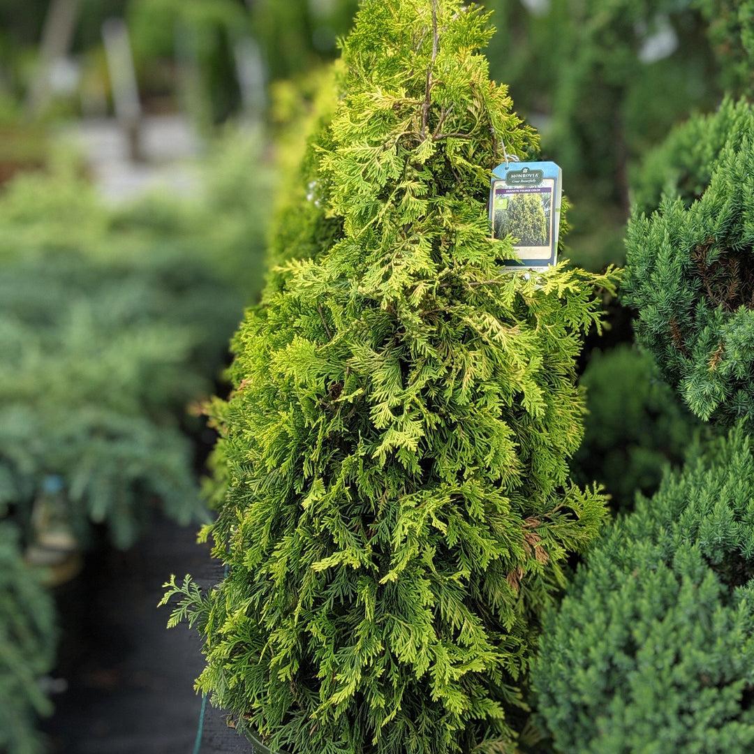 Thuja Occidentalis Yellow Ribbon - View 15 from www redcrocus com