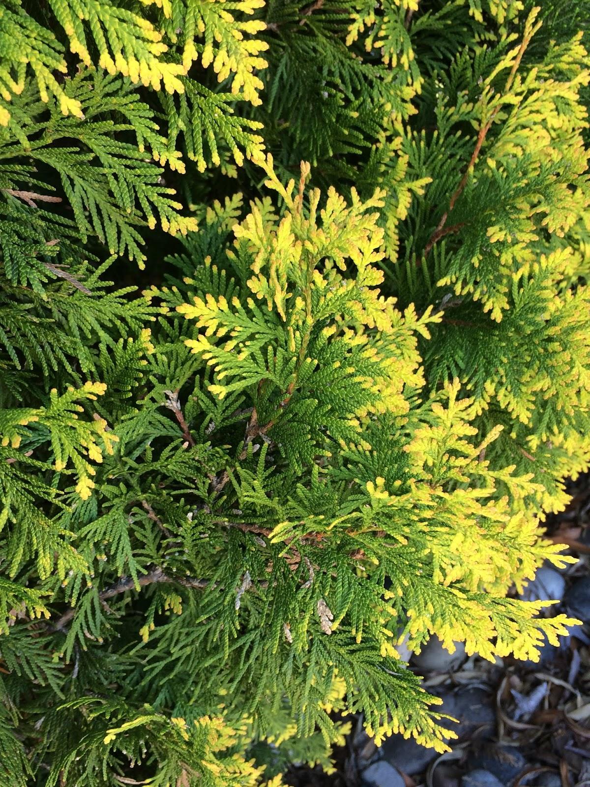 Thuja Occidentalis Yellow Ribbon - View 18 from www redcrocus com