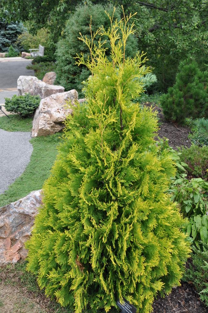 Thuja Occidentalis Yellow Ribbon - View 3 from www redcrocus com