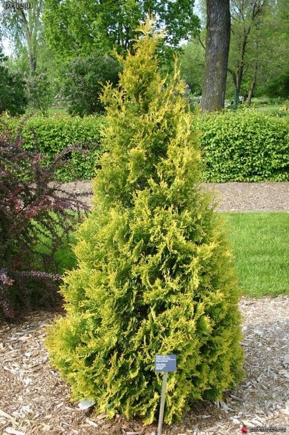 Thuja Occidentalis Yellow Ribbon - View 4 from www redcrocus com