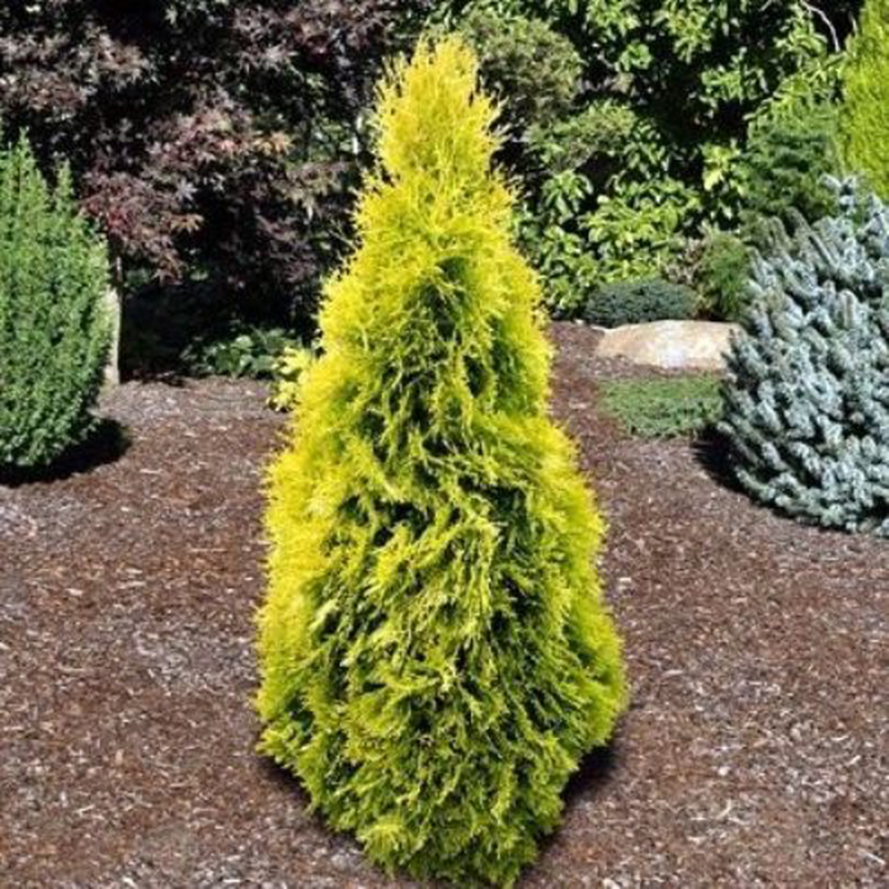 Thuja Occidentalis Yellow Ribbon - View 6 from www redcrocus com