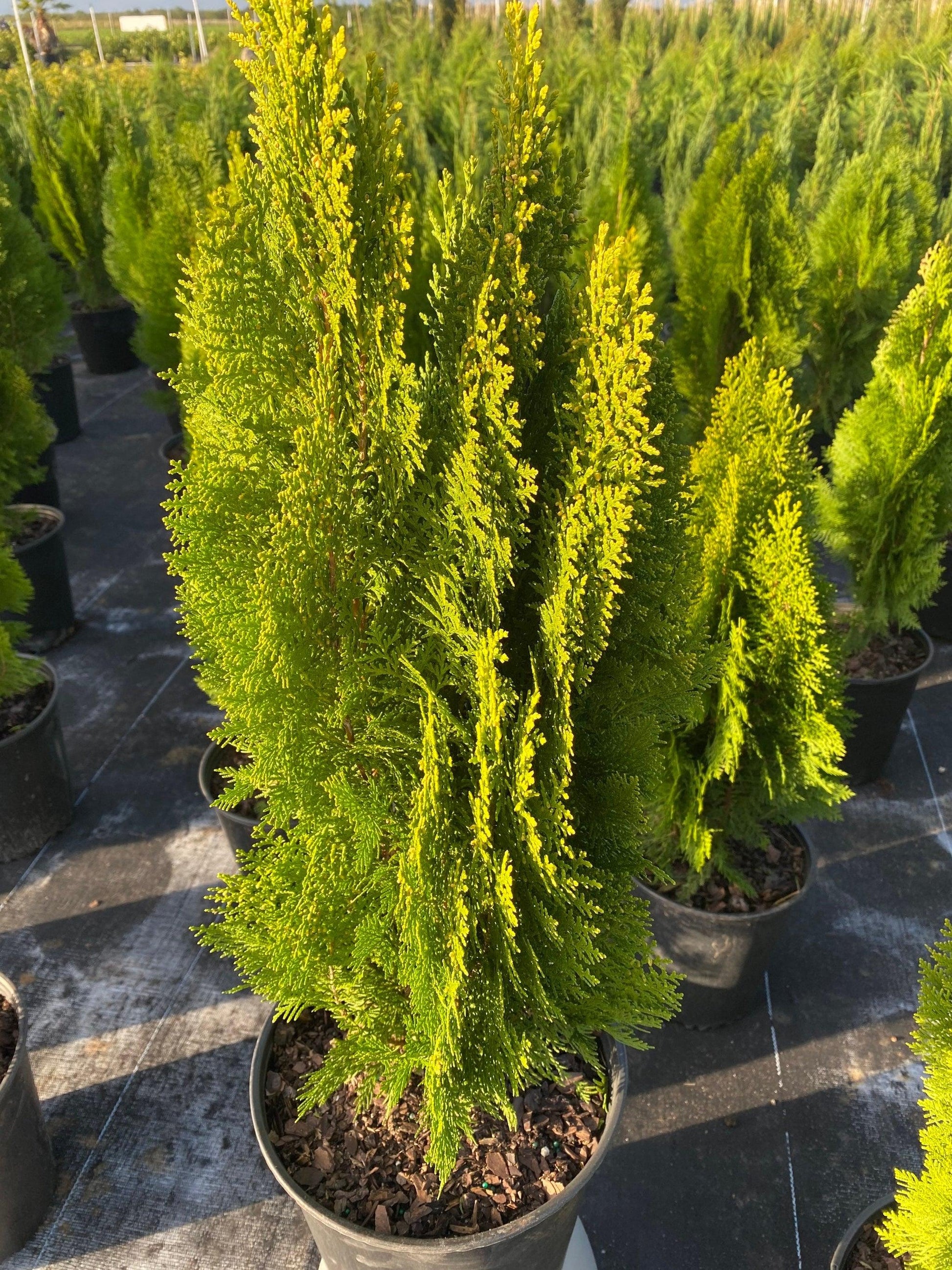 Thuja Occidentalis Yellow Ribbon - View 7 from www redcrocus com