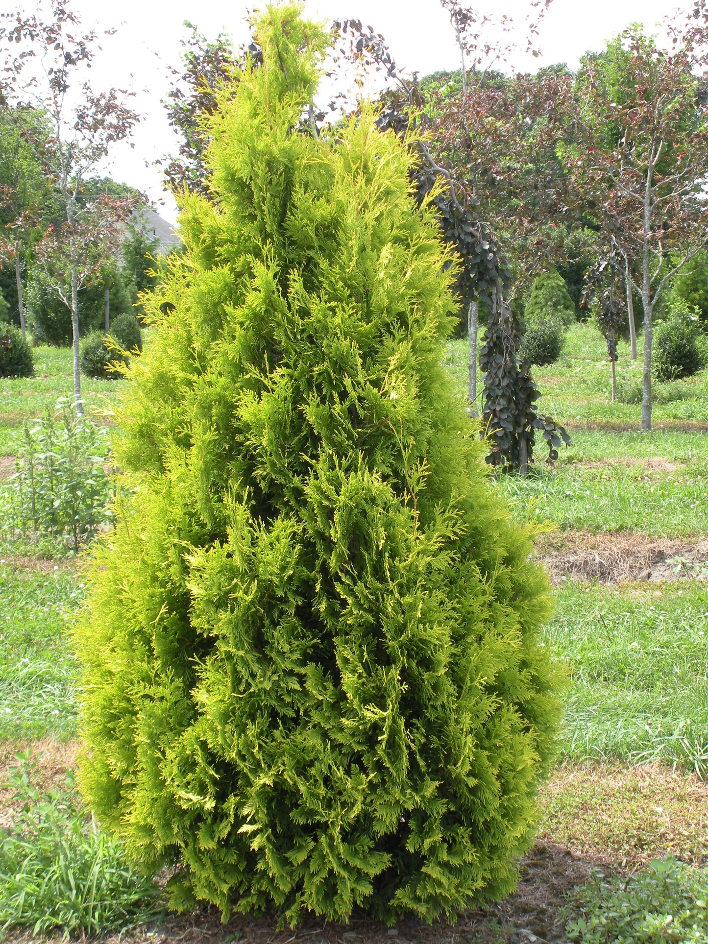 Thuja Occidentalis Yellow Ribbon - View 8 from www redcrocus com