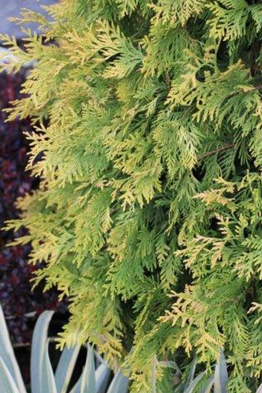 Thuja Occidentalis Yellow Ribbon - View 9 from www redcrocus com