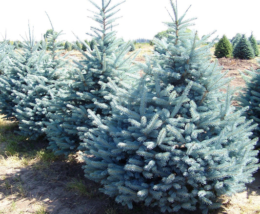 Picea Pungens Fat Albert - View 10 from www redcrocus com