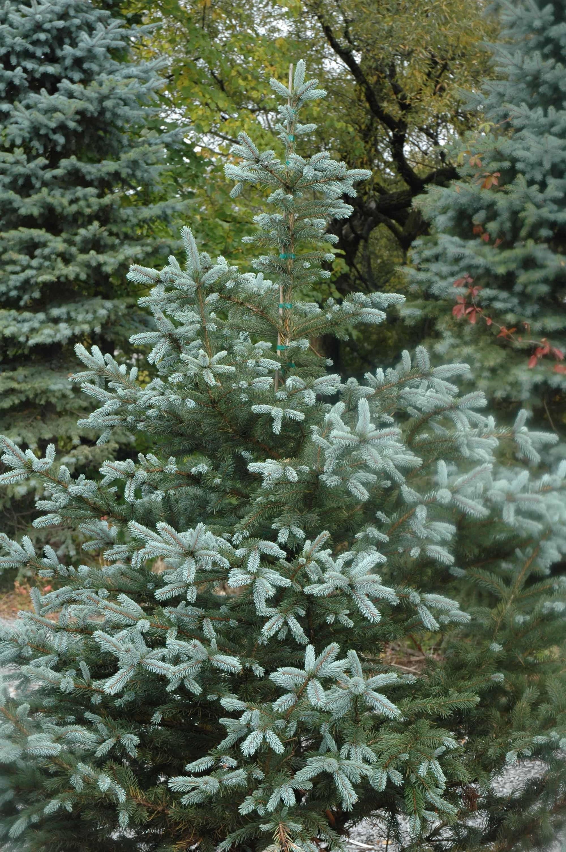 Picea Pungens Fat Albert - View 14 from www redcrocus com