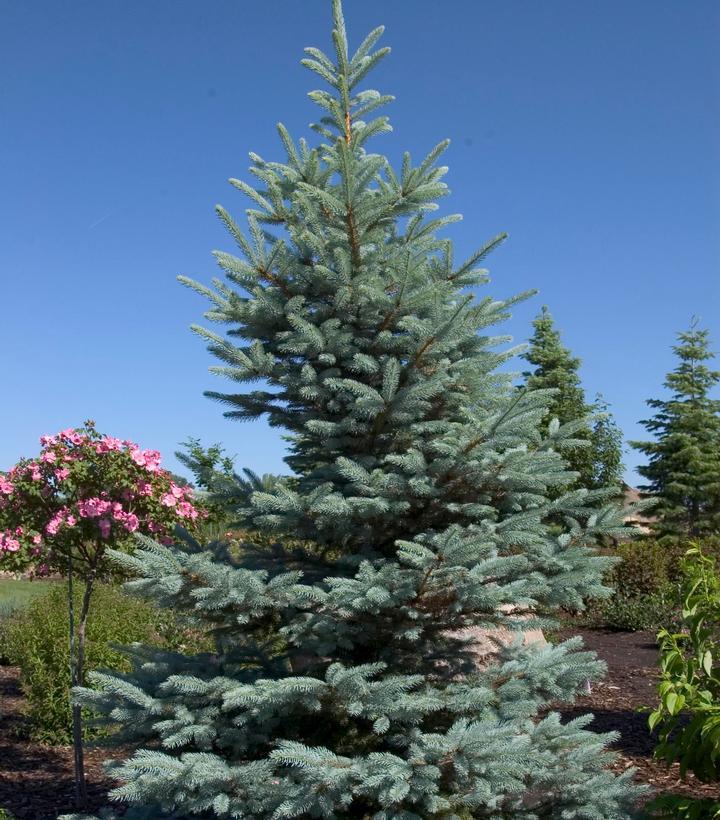 Picea Pungens Fat Albert - View 15 from www redcrocus com