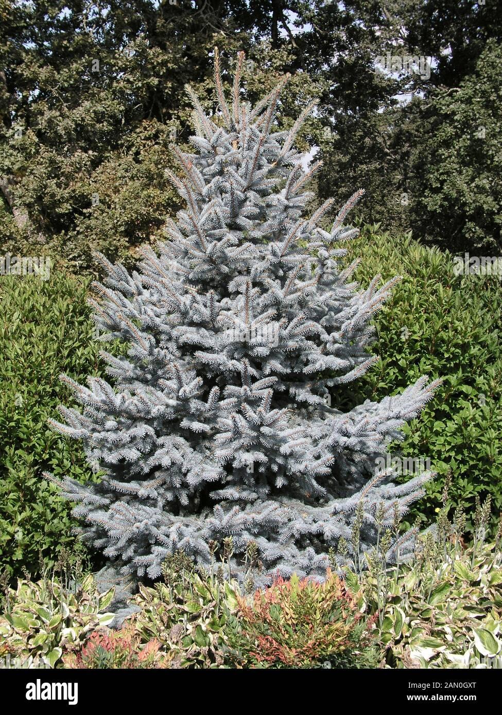 Picea Pungens Fat Albert - View 9 from www redcrocus com