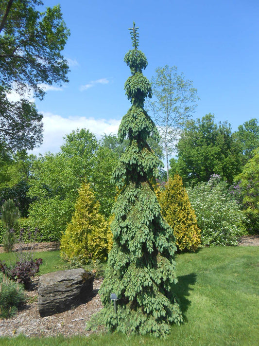 Picea Glauca Pendula - View 1 from www redcrocus com