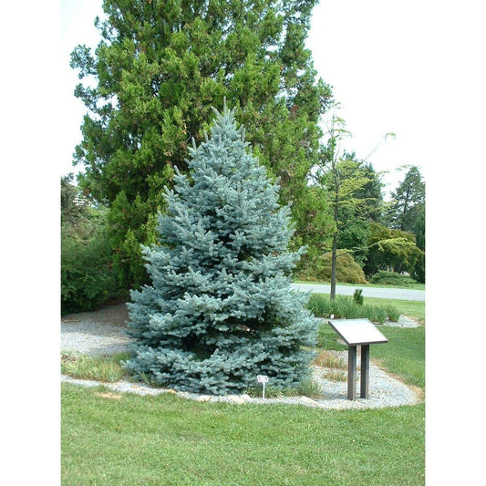 Picea Pungens 'fat Albert' - View 1 from www redcrocus com