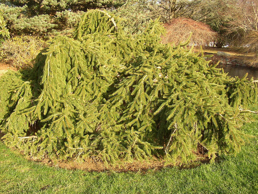 Picea Abies Pendula - View 10 from www redcrocus com