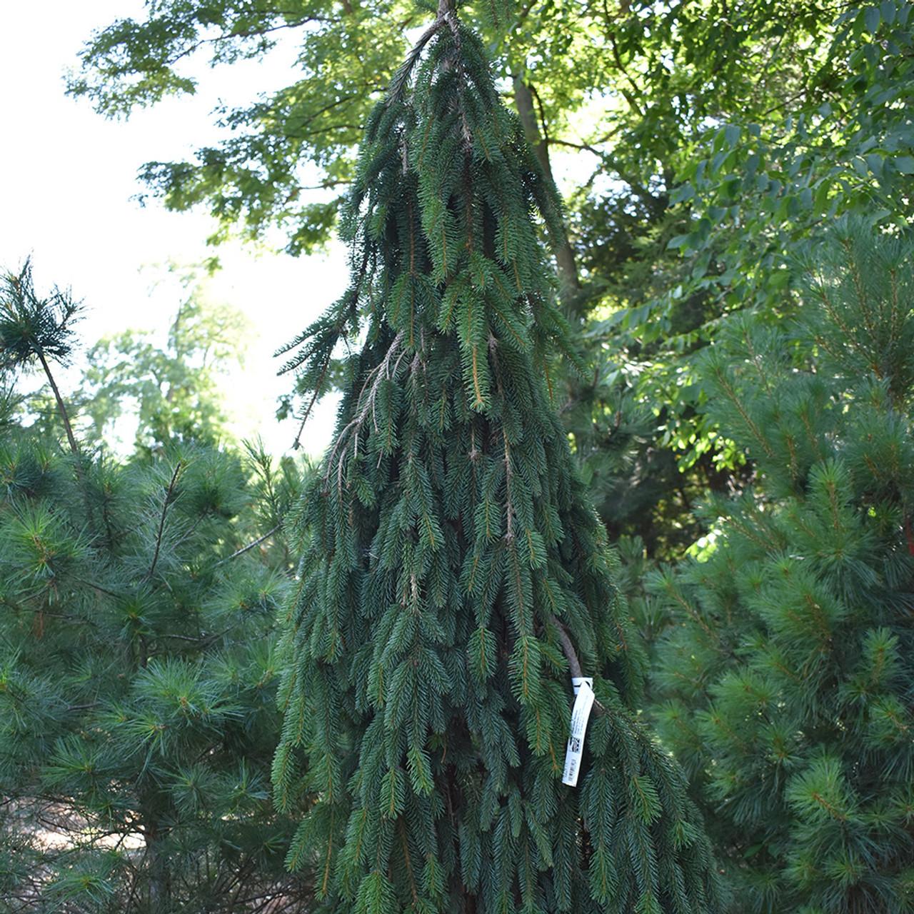 Picea Abies Pendula - View 12 from www redcrocus com