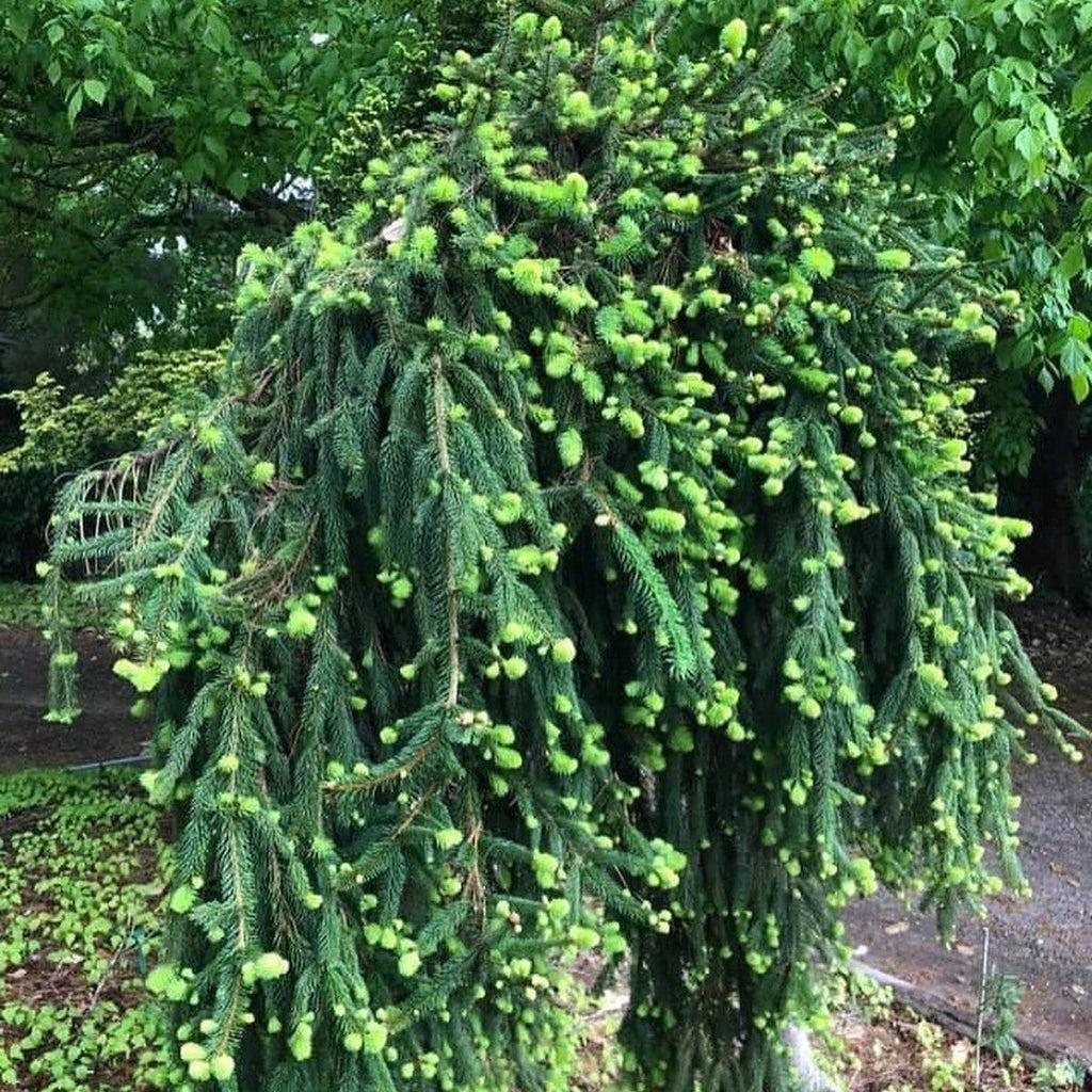Picea Abies Pendula - View 15 from www redcrocus com