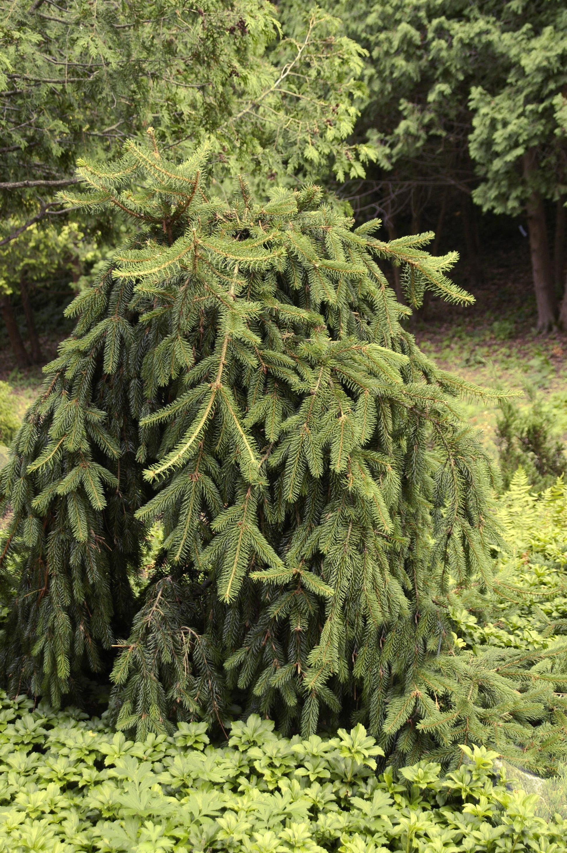 Picea Abies Pendula - View 19 from www redcrocus com