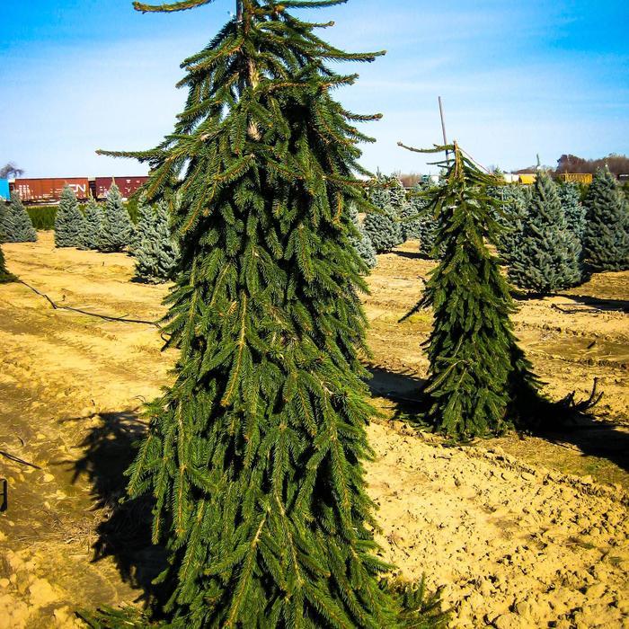 Picea Abies Pendula - View 5 from www redcrocus com