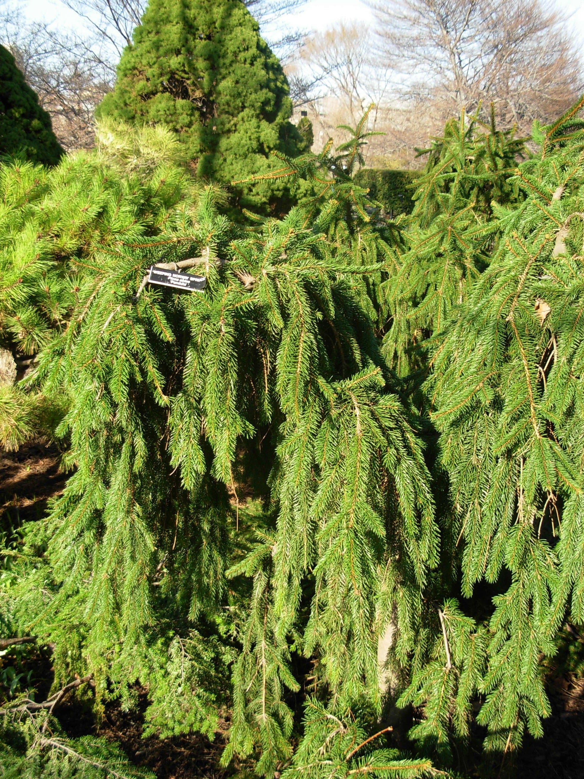 Picea Abies Pendula - View 9 from www redcrocus com