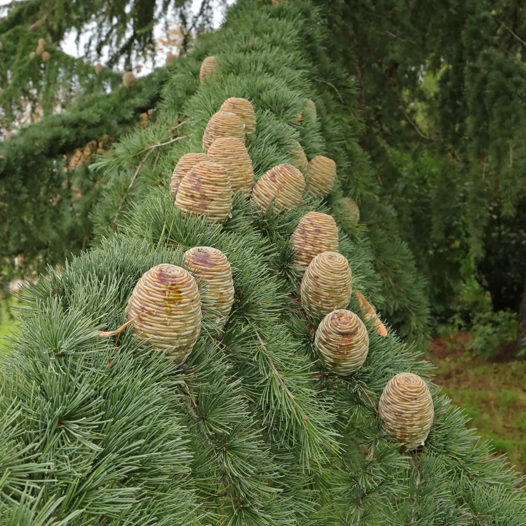 Cedrus Atlantica Glauca - View 1 from www redcrocus com