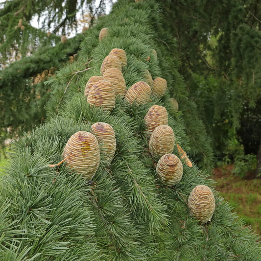 Cedrus Atlantica Glauca - View 1 from www redcrocus com