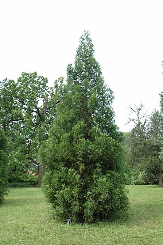 Cryptomeria Japonica Yoshino - View 10 from www redcrocus com