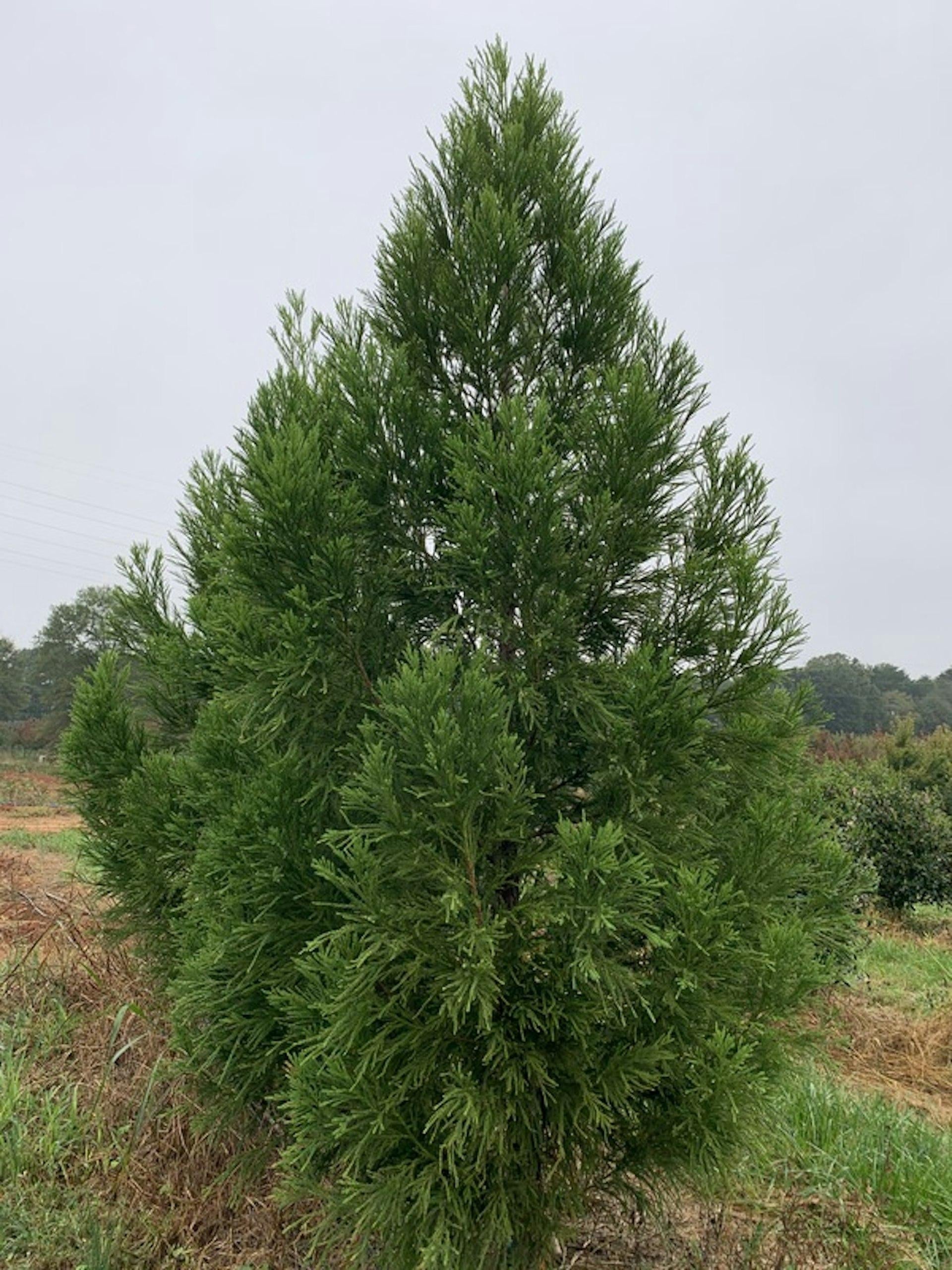 Cryptomeria Japonica Yoshino - View 4 from www redcrocus com