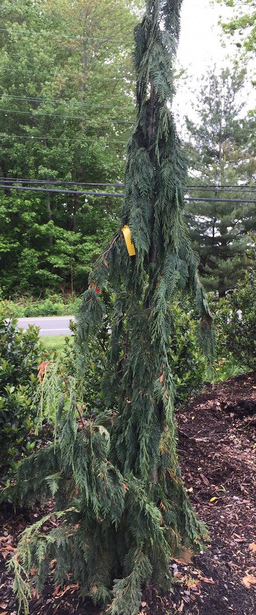 Green Arrow' Alaskan Cedar - Dwarf Evergreen Conifer for Garden & Containers, Low Maintenance, Perfect for Small Spaces  10/12' h B&B