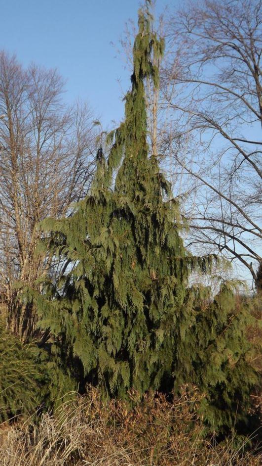 Green Arrow' Alaskan Cedar - Dwarf Evergreen Conifer for Garden & Containers, Low Maintenance, Perfect for Small Spaces  10/12' h B&B
