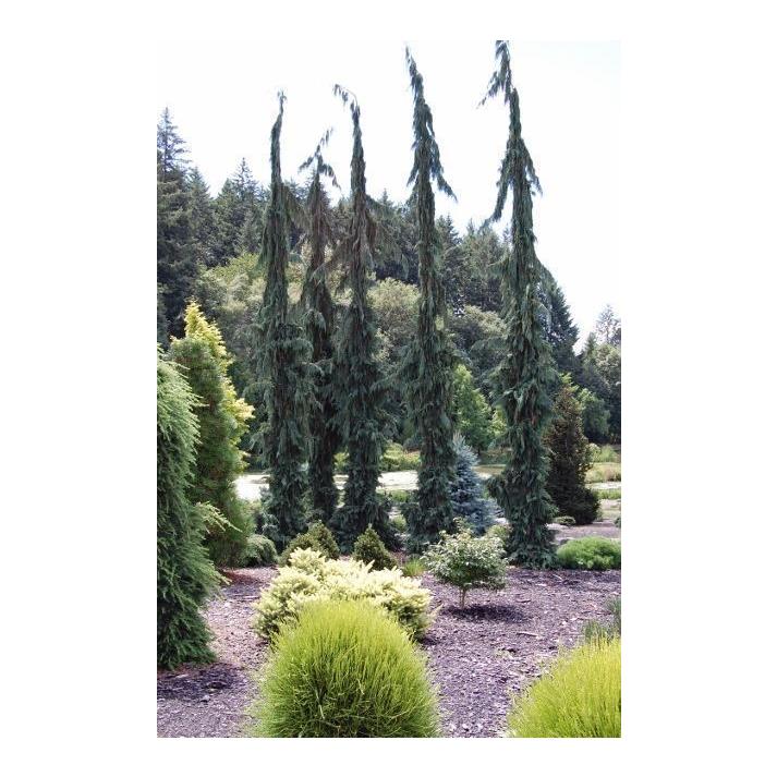 Green Arrow' Alaskan Cedar - Dwarf Evergreen Conifer for Garden & Containers, Low Maintenance, Perfect for Small Spaces  10/12' h B&B