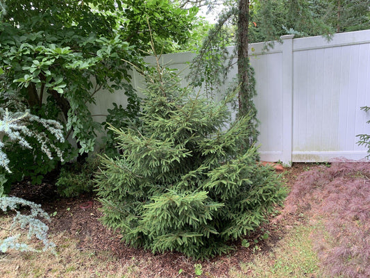 Picea Orientalis Nigra Compacta - View 10 from www redcrocus com