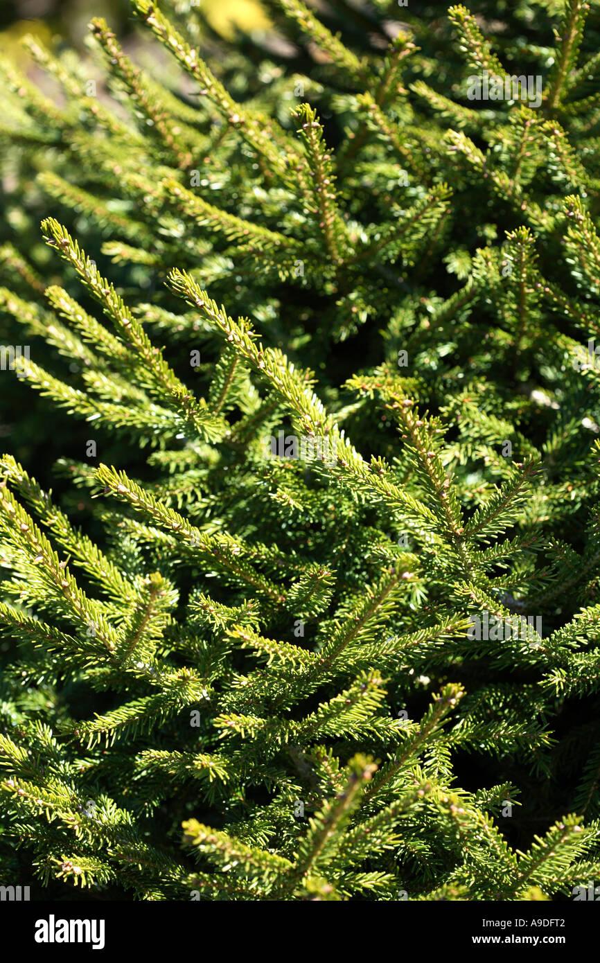 Picea Orientalis Nigra Compacta - View 12 from www redcrocus com