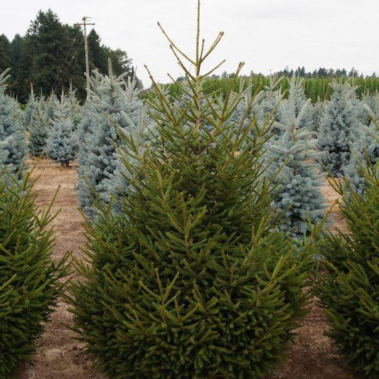 Picea Orientalis Nigra Compacta - View 1 from www redcrocus com