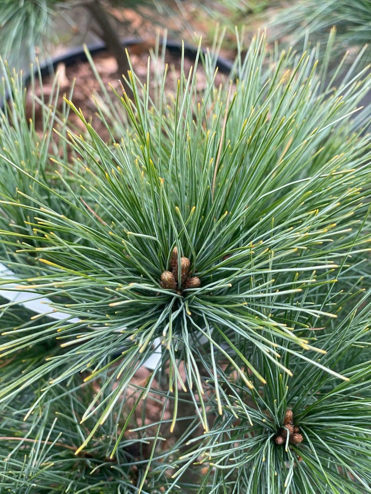 Pinus Strobus 'nana' - View 10 from www redcrocus com