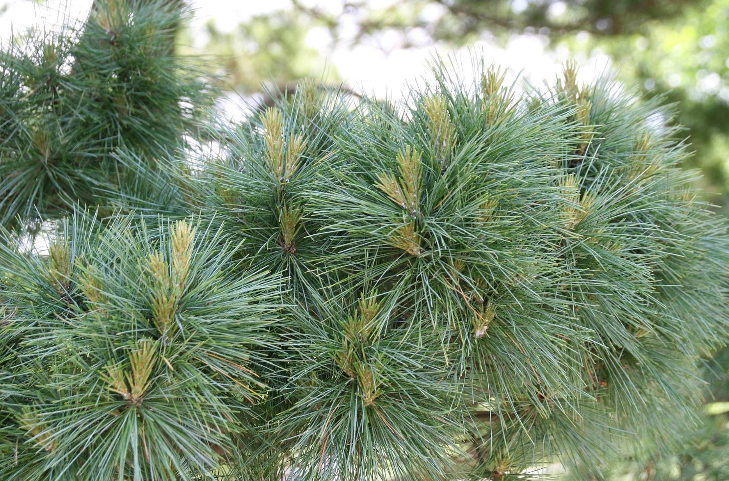 Pinus Strobus 'nana' - View 12 from www redcrocus com