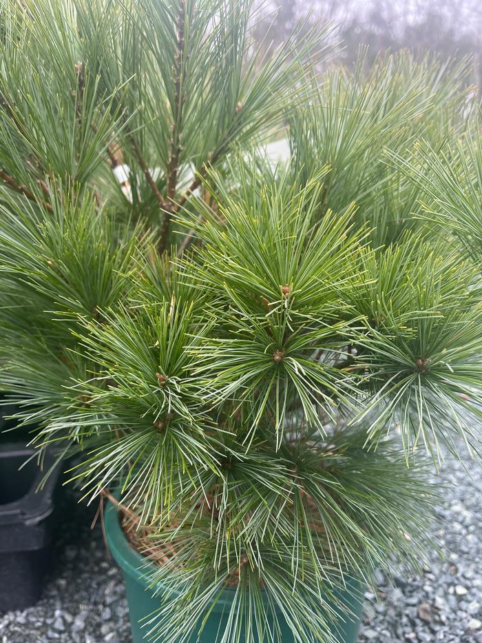 Pinus Strobus 'nana' - View 16 from www redcrocus com