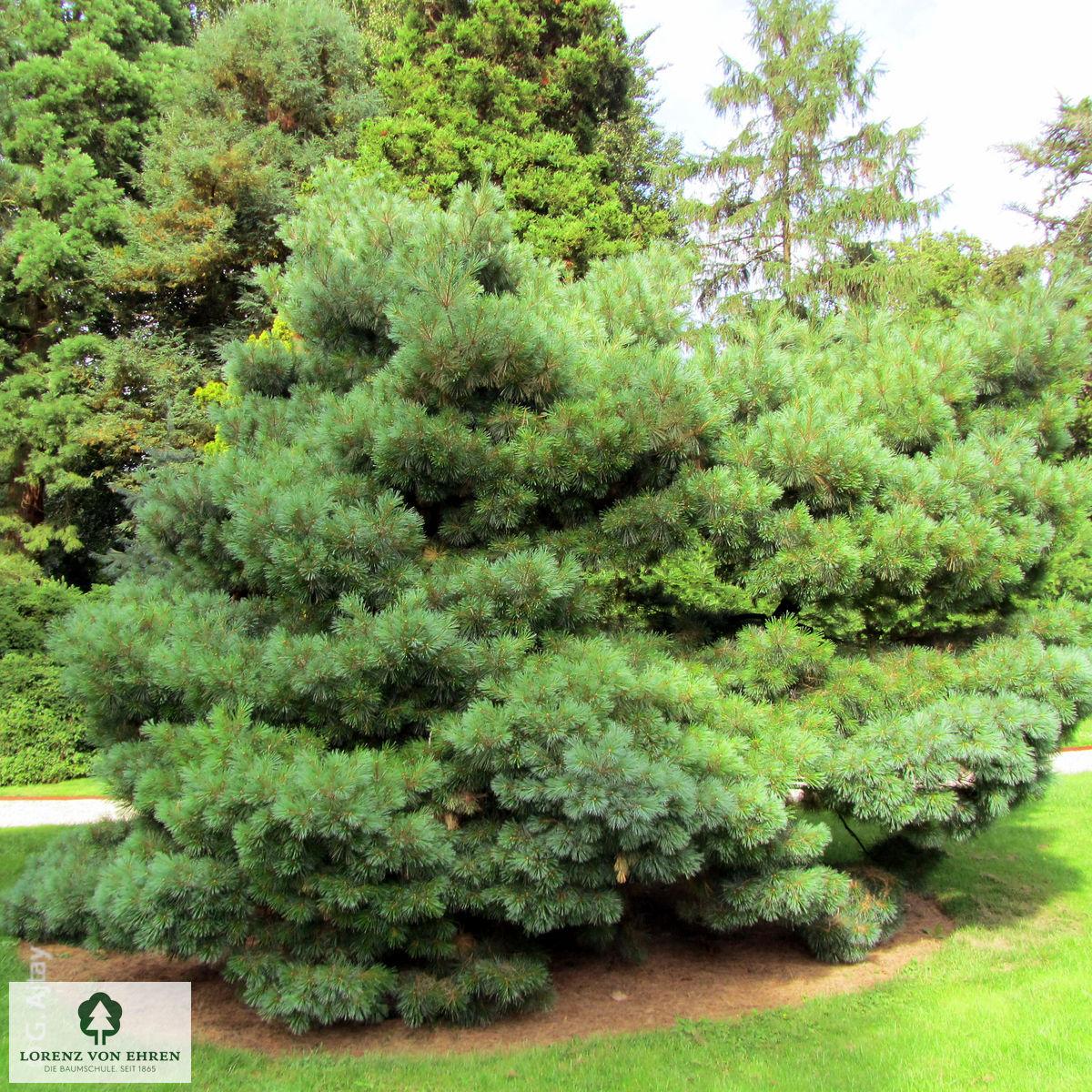Pinus Strobus 'nana' - View 19 from www redcrocus com