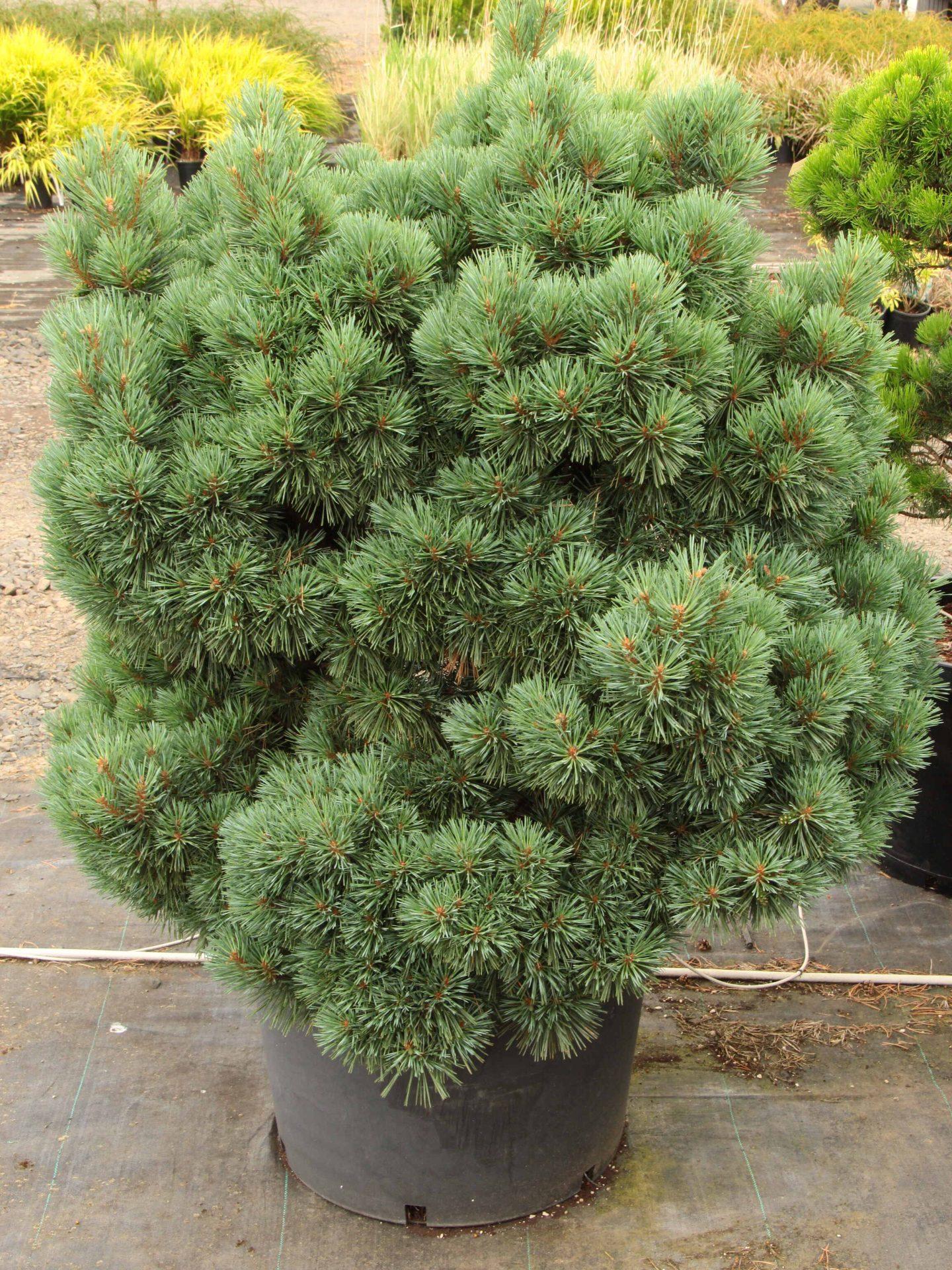 Pinus Strobus 'nana' - View 22 from www redcrocus com
