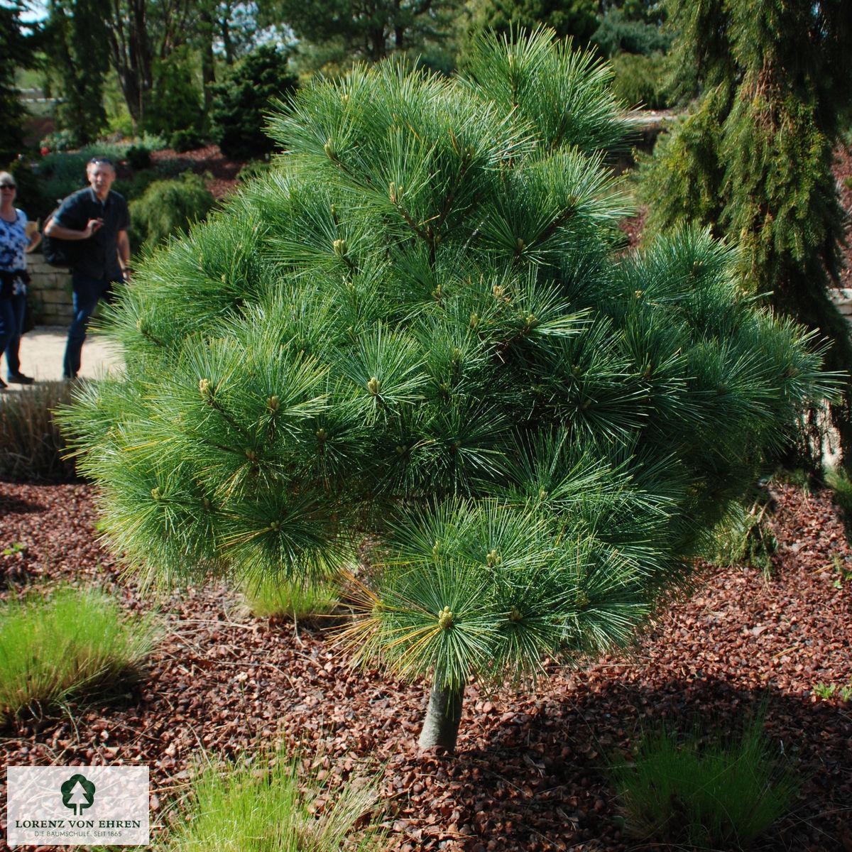 Pinus Strobus 'nana' - View 27 from www redcrocus com
