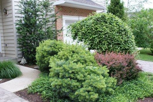 Pinus Strobus 'nana' - View 28 from www redcrocus com