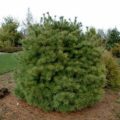 Pinus Strobus 'nana' - View 2 from www redcrocus com