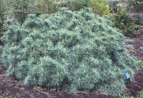 Pinus Strobus 'nana' - View 7 from www redcrocus com