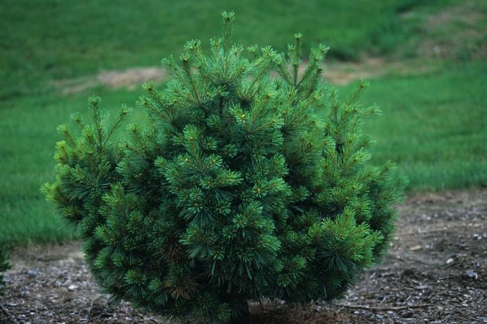 Pinus Strobus 'nana' - View 8 from www redcrocus com