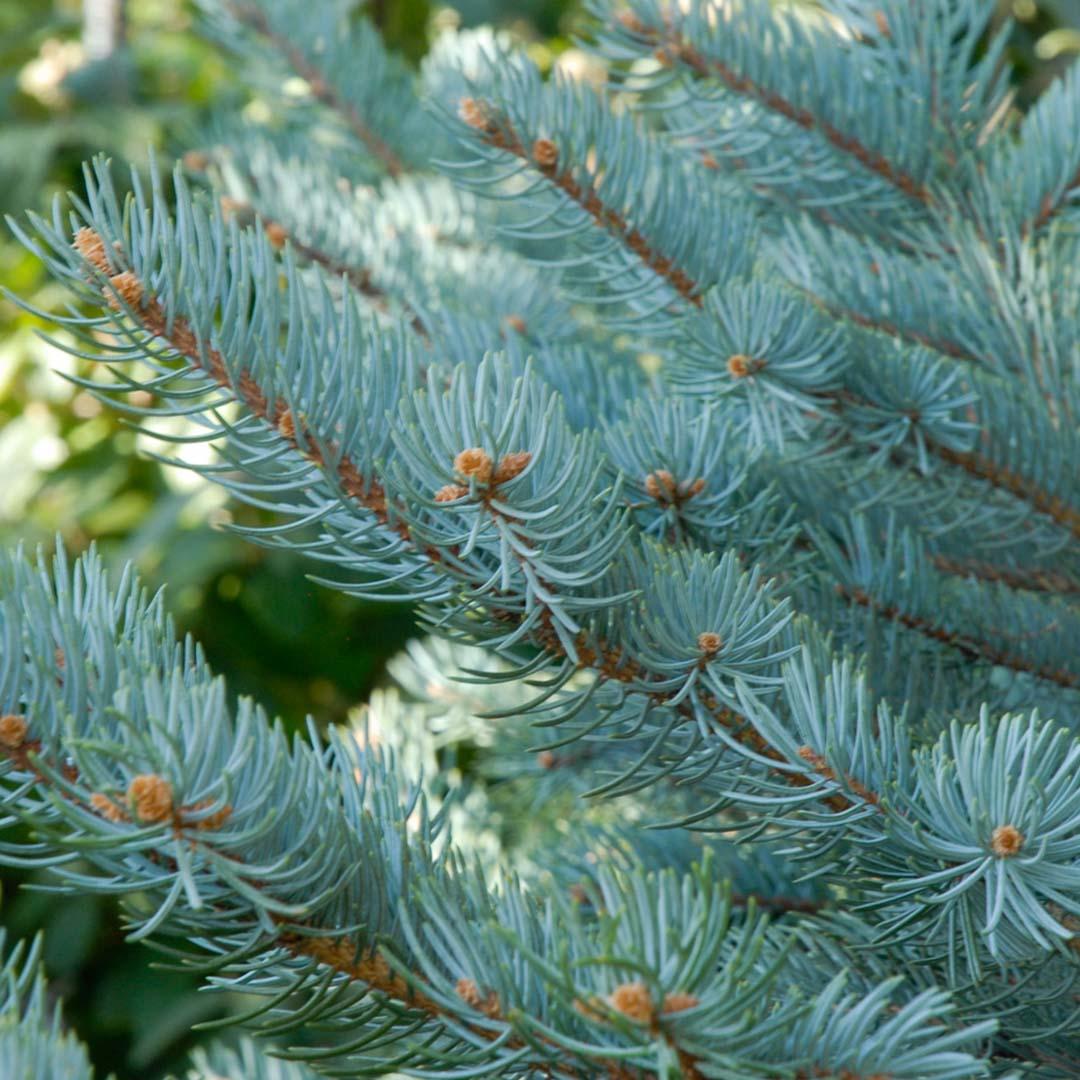 Picea Pungens 'glauca Baby Blue Eyes' - View 15 from www redcrocus com