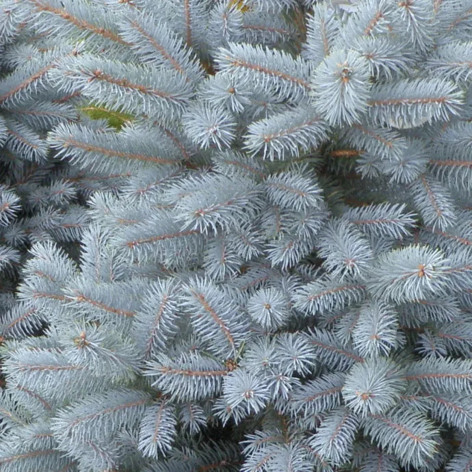 Picea Pungens 'glauca Baby Blue Eyes' - View 21 from www redcrocus com