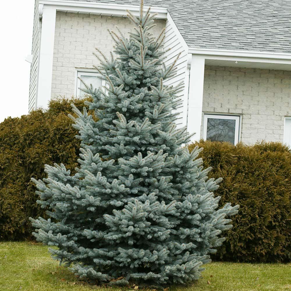 Picea Pungens 'glauca Baby Blue Eyes' - View 23 from www redcrocus com
