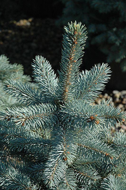 Picea Pungens 'glauca Baby Blue Eyes' - View 27 from www redcrocus com